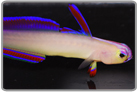 Purple Firefish
